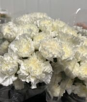 Carnations-white