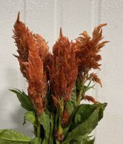 Celosia, Plumosa-orange
