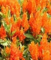 Celosia, Plumosa-orange