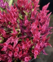 Celosia, Plumosa-hot pink