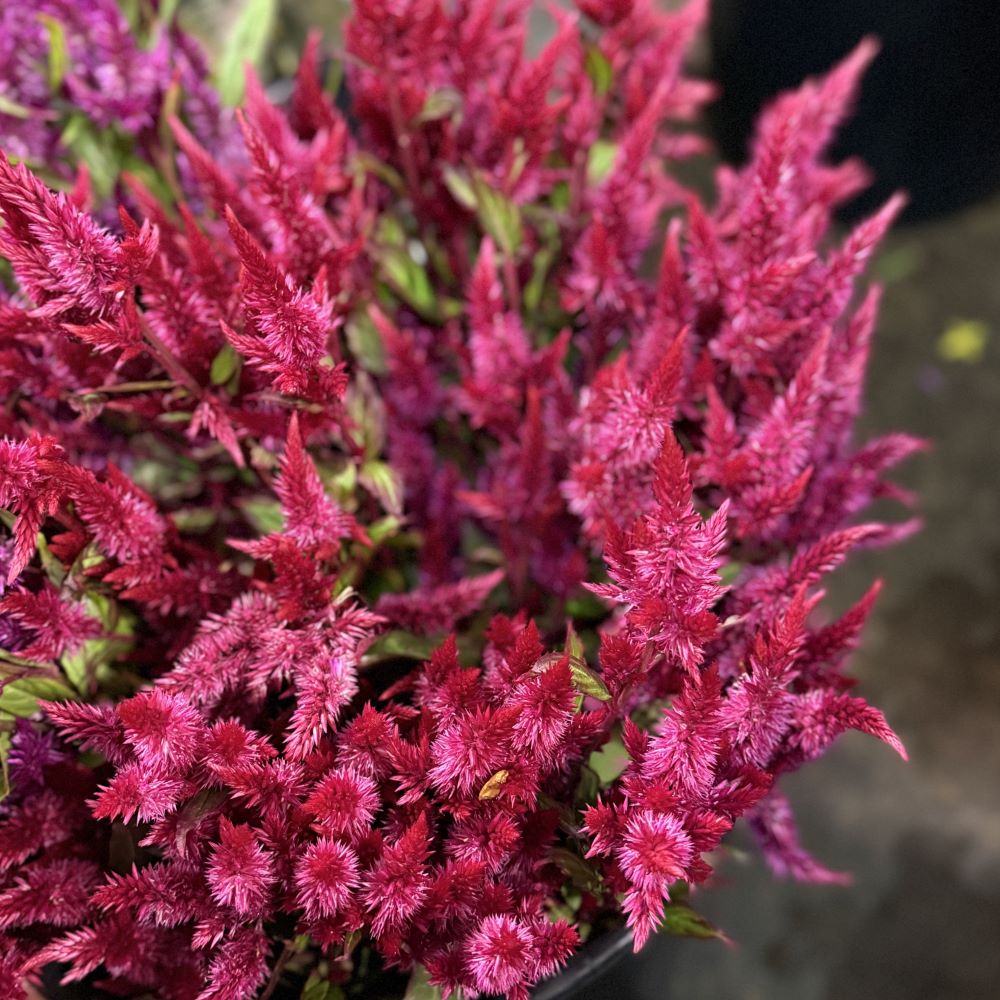Celosia plumosa hot pink