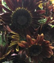 Sunflowers, Chocolate-brown