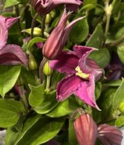 Clematis-fuchsia