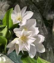 Clematis-white