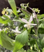 Clematis-mini white starry
