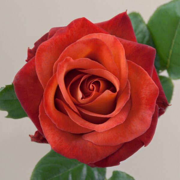 Coffee Break Roses Florabundance Wholesale Flowers