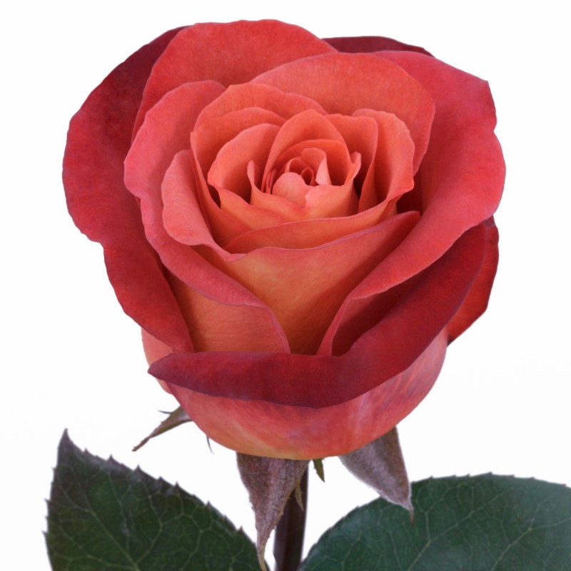 Coffee Break Roses - Florabundance Wholesale Flowers