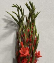 Gladiolus-coral