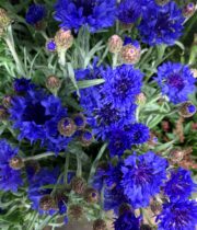 Cornflower-blue