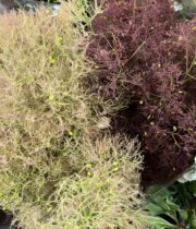 Cotinus Flower-brown