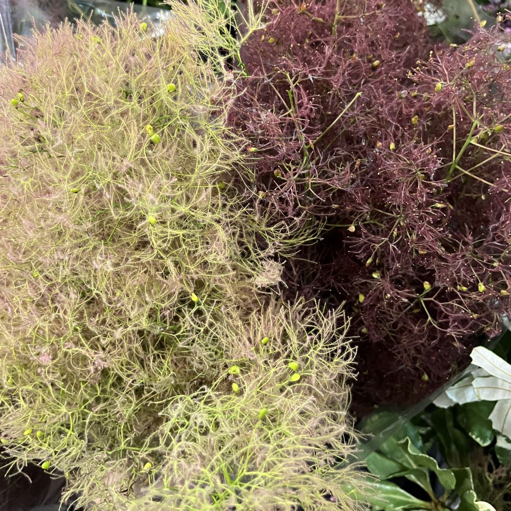 Cotinus Flower Fluff
