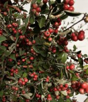 Cotoneaster-red