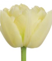 Tulips, Double-cream