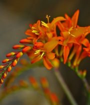 Crocosmia Flower-orange