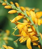 Crocosmia Flower-yellow