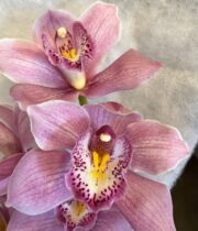 Orchid, Cymbidium, Large-pink