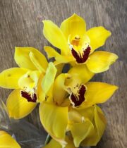 Orchid, Cymbidium, Large-yellow