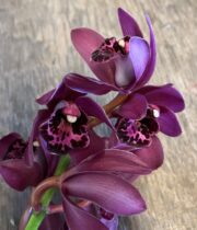 Orchid, Cymbidium, Mini-burgundy
