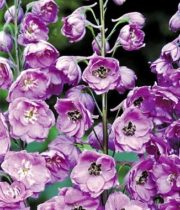 Delphinium, Hybrid-lavender