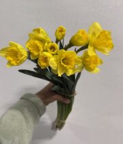 Daffodils, large-yellow