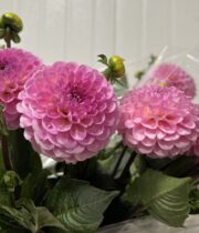 Dahlias, field-pink