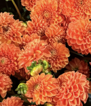 Dahlias, field-orange