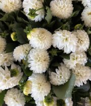 Dahlias, field-white