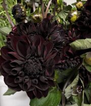 Dahlias, field-black
