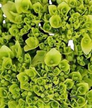 Hydrangea, Mini-tight-green