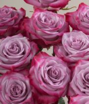 Rose, Deep Purple-SA