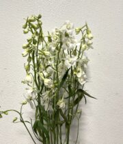 Delphinium, Belladonna-white