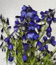 Delphinium, Belladonna-dark Blue