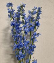 Delphinium, Hybrid-light Blue