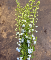 Delphinium, Hybrid-light blue