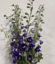 Delphinium, Hybrid-purple
