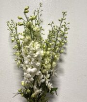 Delphinium Hybrid White