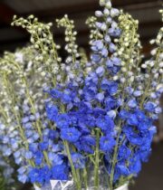 Delphinium, Hybrid-dark blue