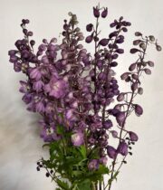 Delphinium, Hybrid-lavender