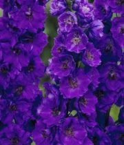 Delphinium, Hybrid-purple