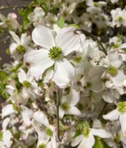 Branch, Flowering Dogwood-white