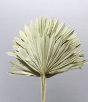 Dried Fan Palm-natural