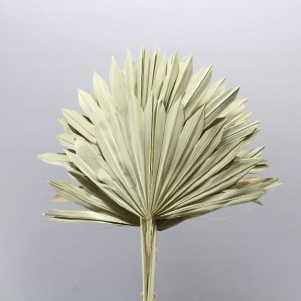 Dried Natural Fan Palm Florabundance Wholesale Flowers