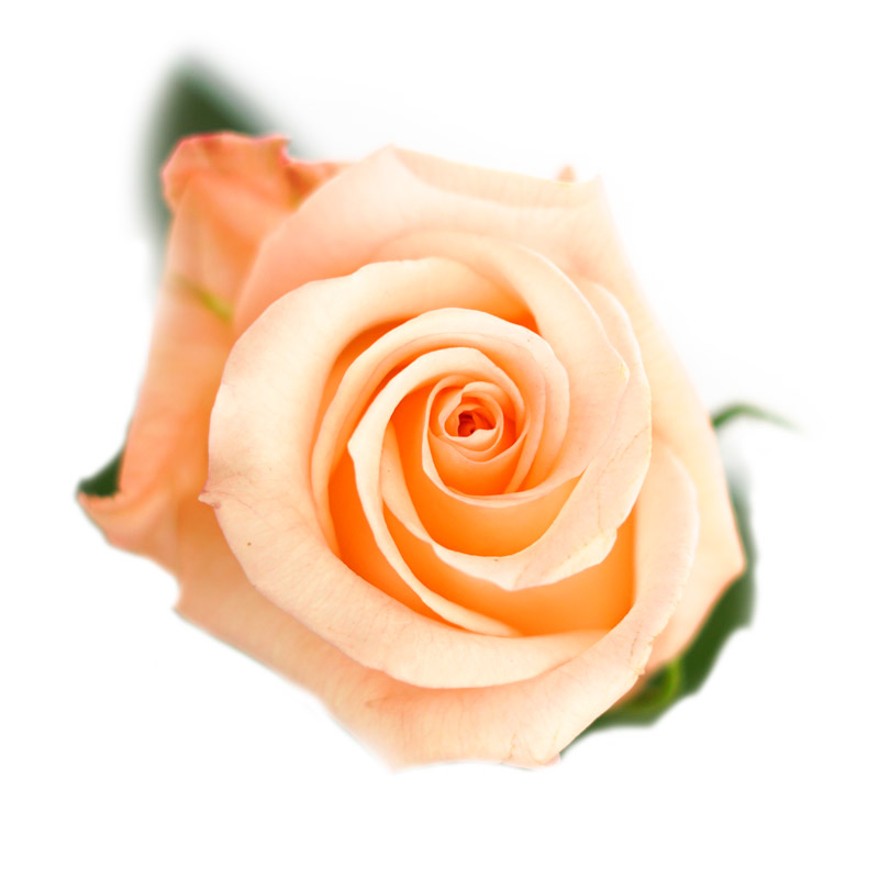 cordura tratar con Aparecer Engagement Roses - Florabundance Wholesale Flowers
