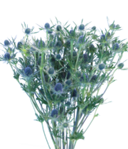Eryngium, Blue Thistle