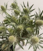 Eryngium, Sirius-Q-Star-silver