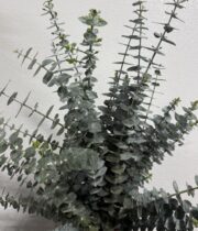 Eucalyptus, Baby Blue