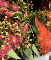 Eucalyptus, Flowering