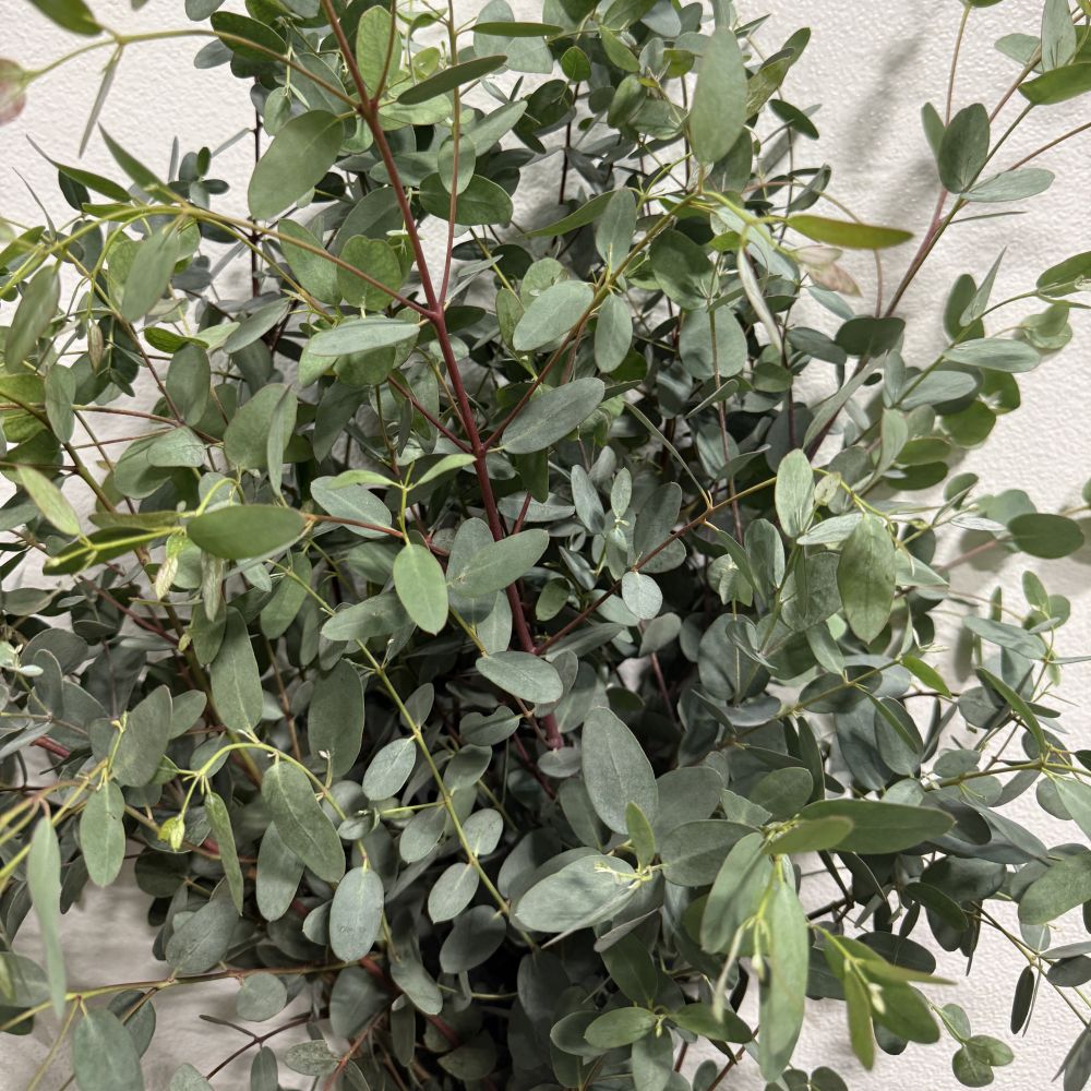 Eucalyptus Gunei