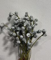 Eucalyptus, Silver Bell