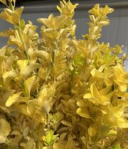 Euonymus Foliage-yellow